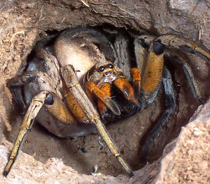 Wolf-spider, crouch in your funnel nest – Go Long by Joanna Newsom