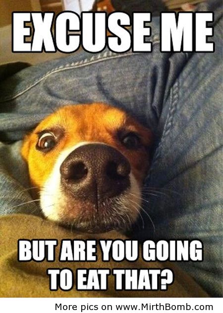 CsX40mZgRvKA7QDuQLzq_you_gonna_eat_that.