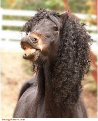 funny%20horse%20hair%20weave.jpg