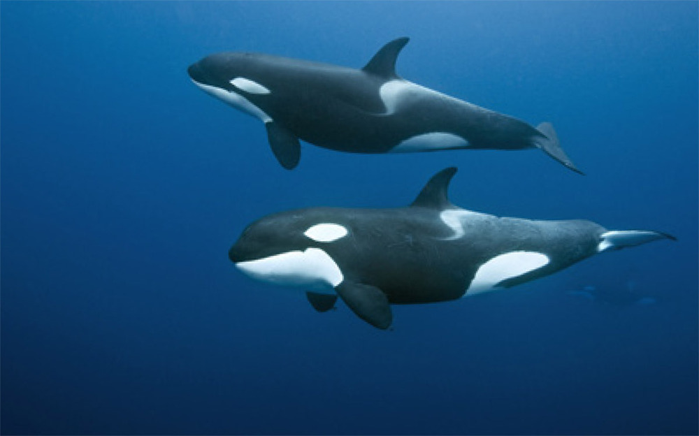 ... de mammifère marin . C'est un des rare prédateur du requin blanc ... de mammifère marin . C'est un des rare prédateur du requin blanc