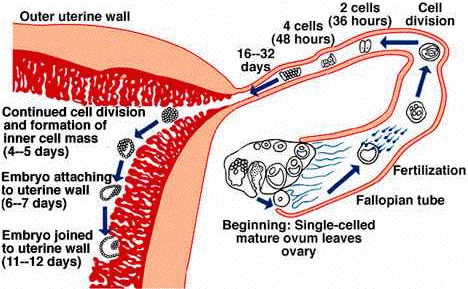 The narcissist Tricks to help the sperm reach the egg from