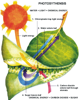 photosynthesis rap lyrics photosynthesis rap lyrics
