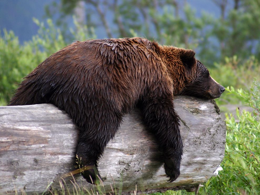 sleepy-grizzly-bear_22670_990x742.jpg