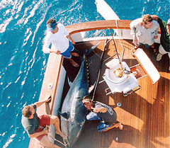 Tuna in the cockpit