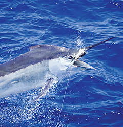 Blue Marlin