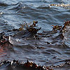 Gulf Oil Spill: Call to Action