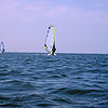 Bumbling Around the Bay