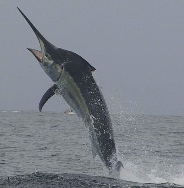 billfish billfish