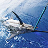 Marlin-billfish