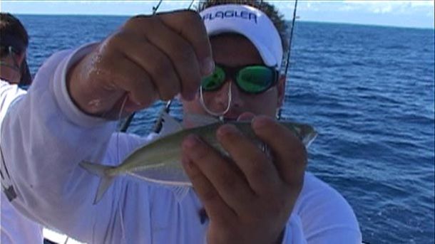 Sailfish-hairraiser