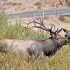 Kenbingenheimer-bewareofbambi_1