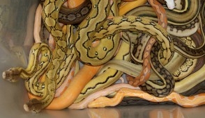 No on FWS Python Rule; BAD for American Small Business & Families Facing Economic Hardship.