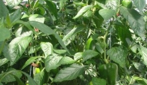 Tell President Obama We Need Jobs and Healthy Fresh Food!