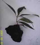 MUDAS DE NONI, MUDAS DE MORINDA CITRIFOLIA A R$ 10,00 CADA