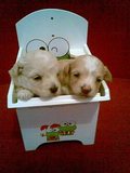 Poodle micro e Toy Lindos!!!