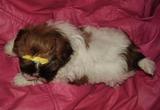 SHIH TZU filhotes ALTO PADRÃO 5073 4340