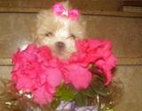 FILHOTES,,SHIH TZU,PINSCHER,PUG,LHASA