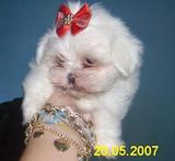 FILHOTES C/ PEDIGREE