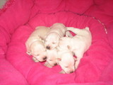 Lindos Filhotes de Schnauzer miniatura Branco/RJ