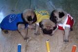 PUG,TECKEL,SHIH TZU,BOXER,LHASA APSO