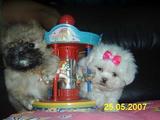 LHASA APSO FILHOTES
