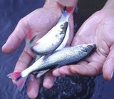 piscicultura alevinos juvenis peixes adulto