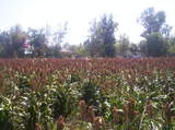 RANCHO EN VENTA - Guanajuato - León
