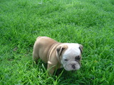 english bulldogs on sale and adotion
