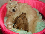 temos cinco filhotes de lhasa apso fêmea c/pedigree cbkc em 3x   