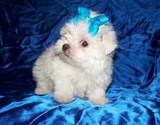 AKC TEACUP MALTESE FOR NEW HOME