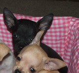 chihuahueños hermosos cachorros