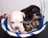 Chihuahuas
