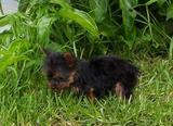Yorkshire Terrier Tcup
