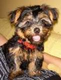 ADORABLE,HOME TRAINED AND DEWORMED YORKIE PUPPIES NEEDING A NEW HOME WITH SPACE FOR THESE ANGELS