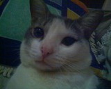 Gatinho Perdido