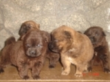 FILHOTES DAS RAÇAS SHAR-PEI & CHOW-CHOW