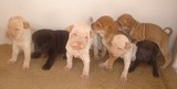 CANIL SHANGRI-LÁ, FILHOTES DE SHARPEI & CHOW Á VENDA 