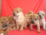 CHOW-CHOW & SHAR-PEI, Á PARTIR DE R$100,00 POR MÊS
