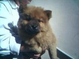 FILHOTES DAS RAÇAS "SHAR-PEI & CHOW-CHOW" EM ATÉ 04 VEZES SEM JUROS