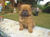 LINDOS FILHOTES DAS RAÇAS SHARPEI & CHOW-CHOW