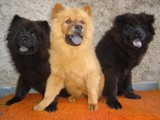 CÃES CHINESES DAS RAÇAS "SHAR-PEI & CHOW-CHOW" COM DESCONTO DE 20%