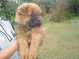 CHOW-CHOW & SHARPEI,CÃES EXÓTICOS CHINESES á partir de R$100 MENSAI