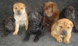 FILHOTES DAS RAÇAS "SHAR-PEI & CHOW-CHOW"..100,00 MENSAIS