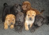 CHOW-CHOW & SHARPEI COM LÍNGUA AZUL & RUGUINHAS
