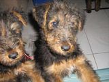 cachorrito airedale terrier