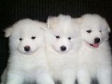 Hermosos cachorros Legitimos varias razas!!!!!