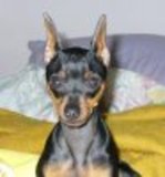 Cachorritos Doberman Pncher, lindisimos*