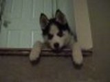 Bonitos cachorros Husky Siberiano*