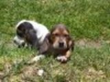 Simpaticos cachorros Basset Hound*