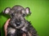 Jugetones y adorables Schnauzer!!!!